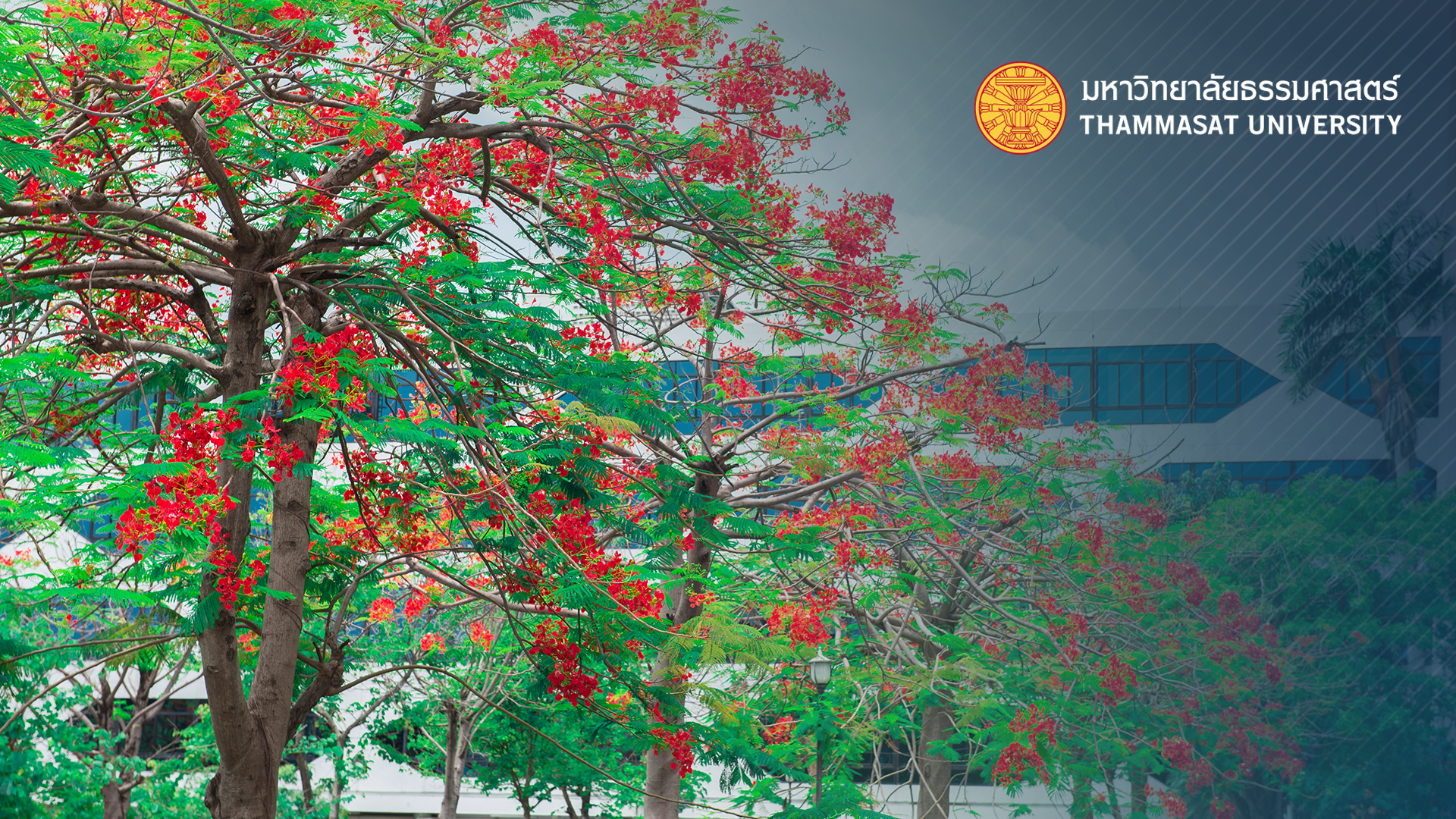 สภามหาวิทยาลัย